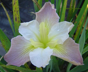 Louisiana Iris - Virginia Pauche